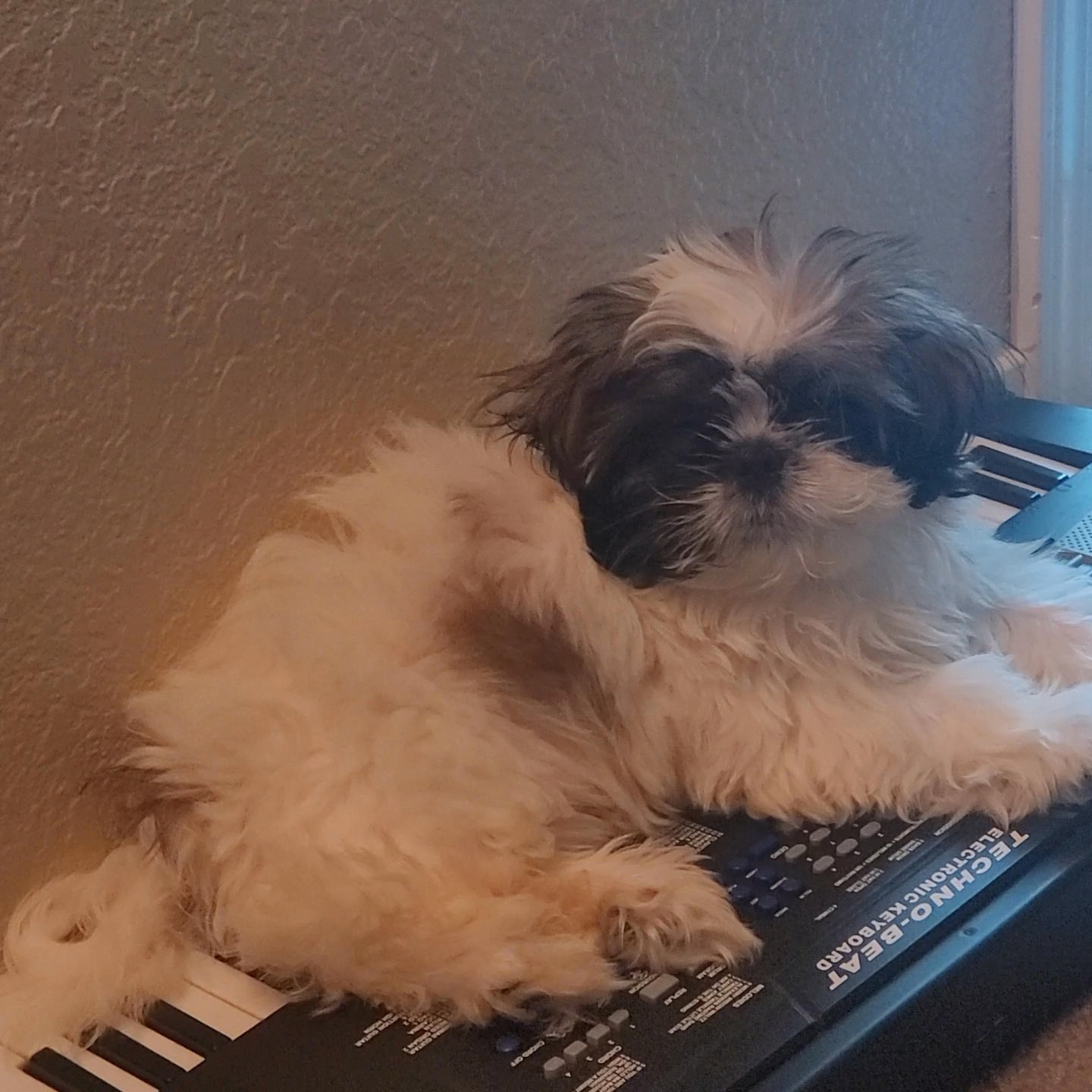 Puppy For Sale in Arizona City, Arizona