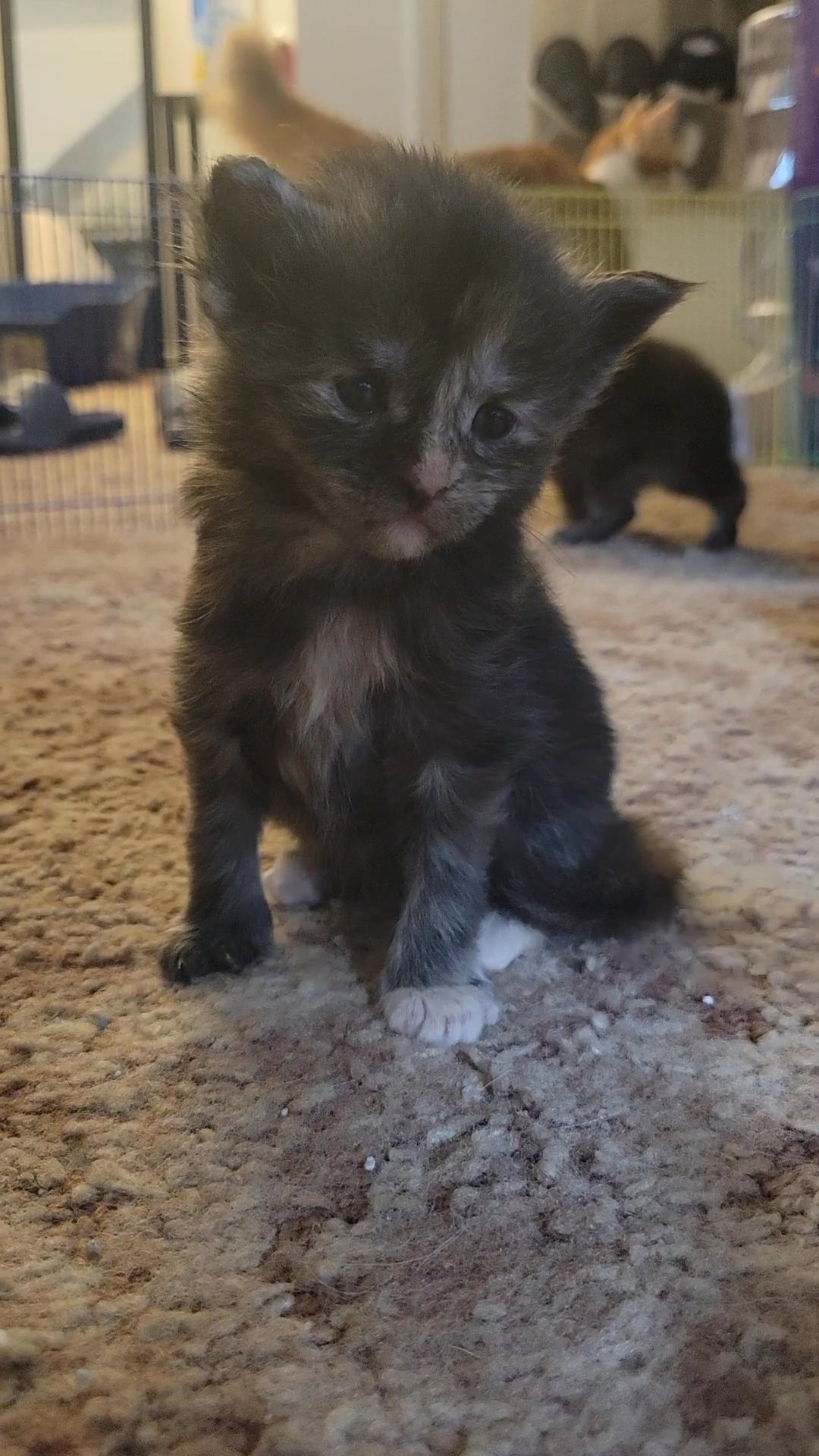 Huge Maine coon kittens in Arizona City, Arizona