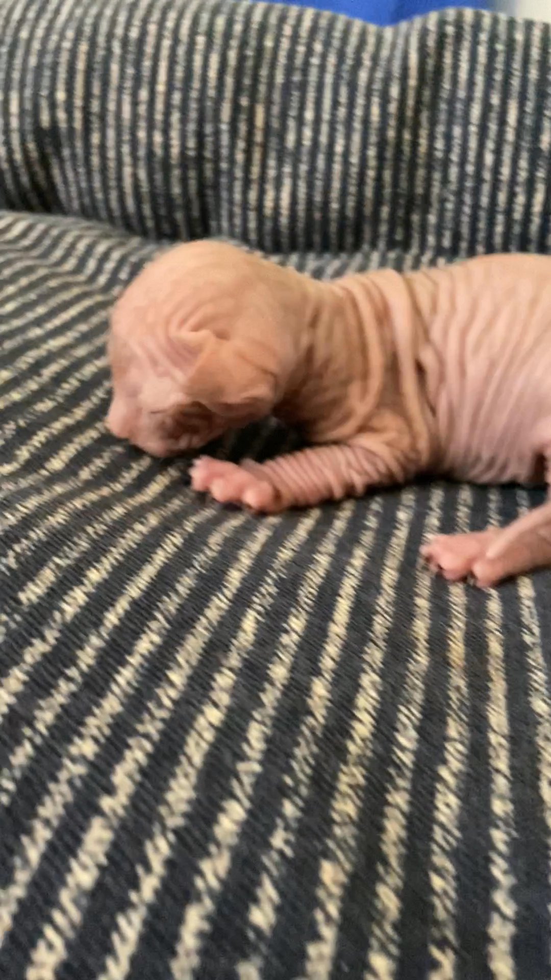 Sphynx kittens in Arizona City, Arizona