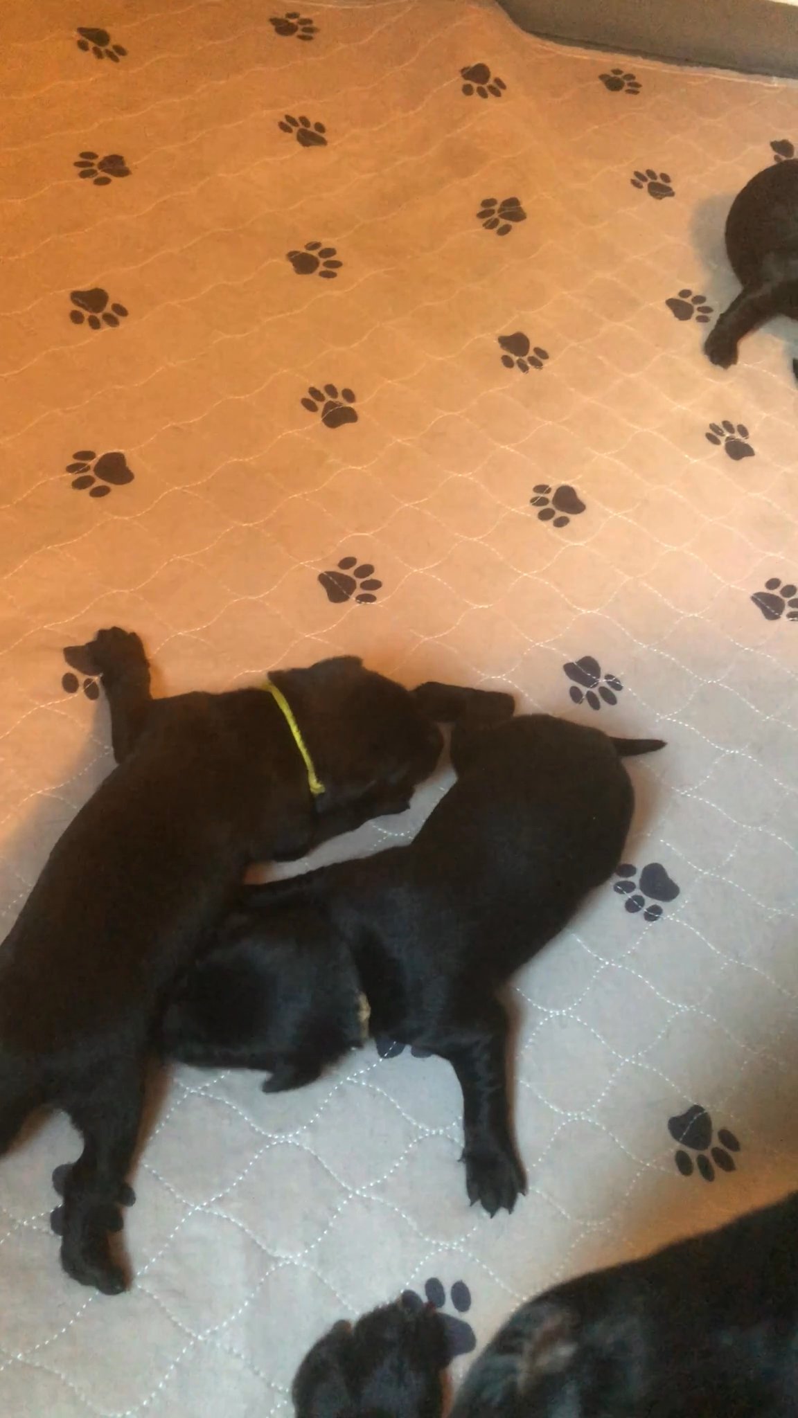 Adorable puppies ( chihuahuas) in Arizona City, Arizona
