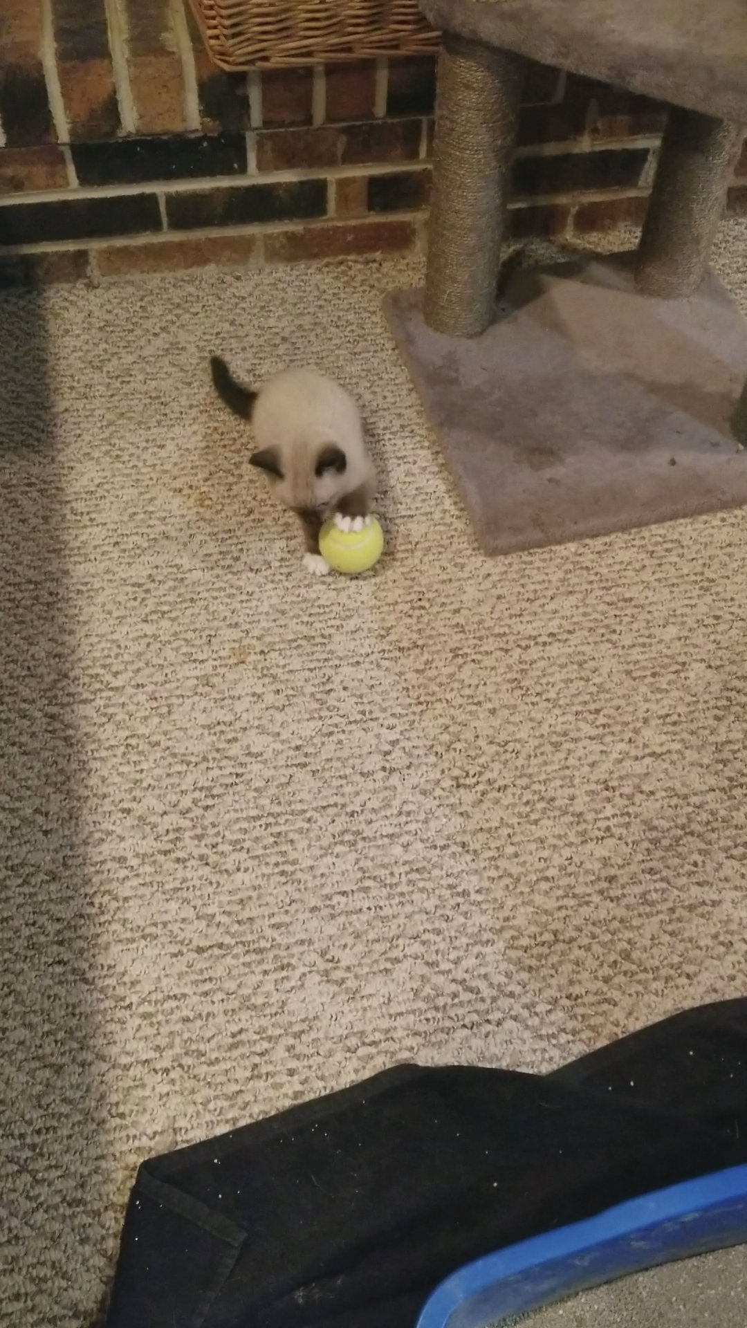 snowshoe siamese kittens for sale in Arizona City, Arizona