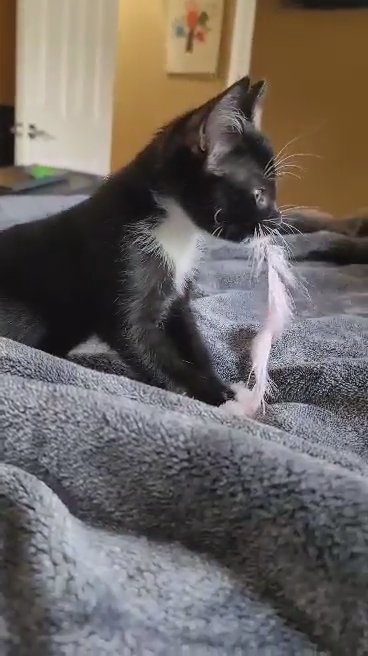 8 week old Tuxedo kitten in Arizona City, Arizona