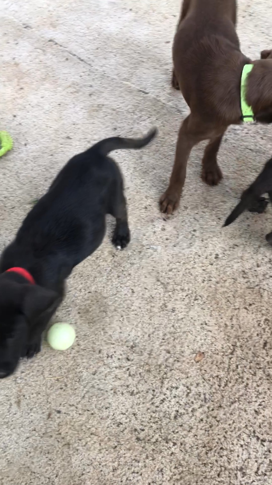 Weimaraner/ Lab Brown Puppies in Arizona City, Arizona