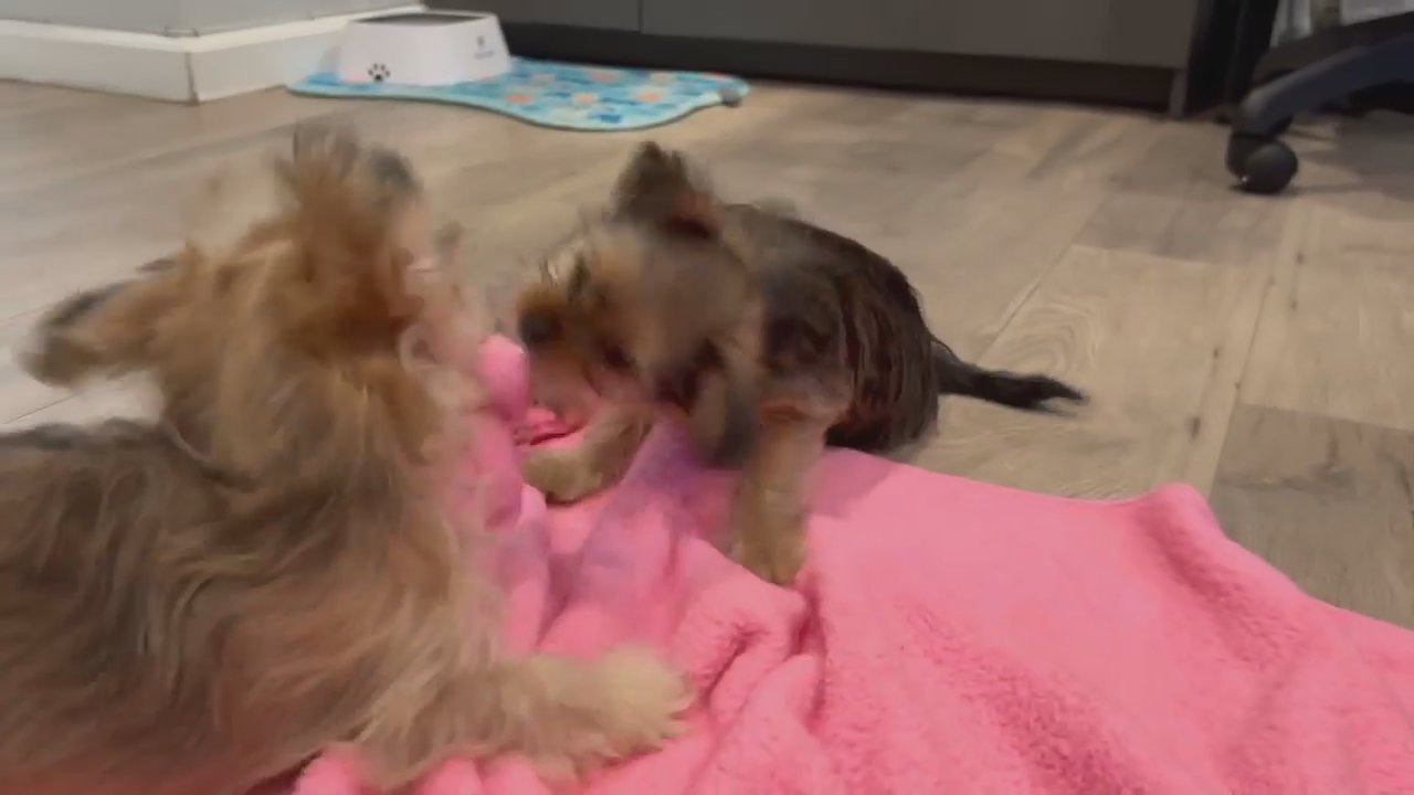 SHORKIE TZU in Arizona City, Arizona