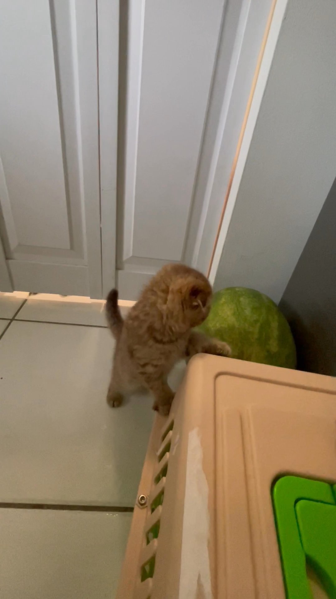 Scottish fold amazing boy Max in Arizona City, Arizona