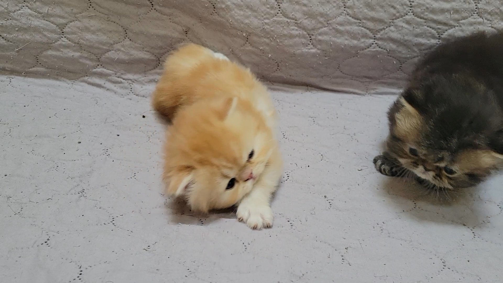 Persian kitten in Arizona City, Arizona