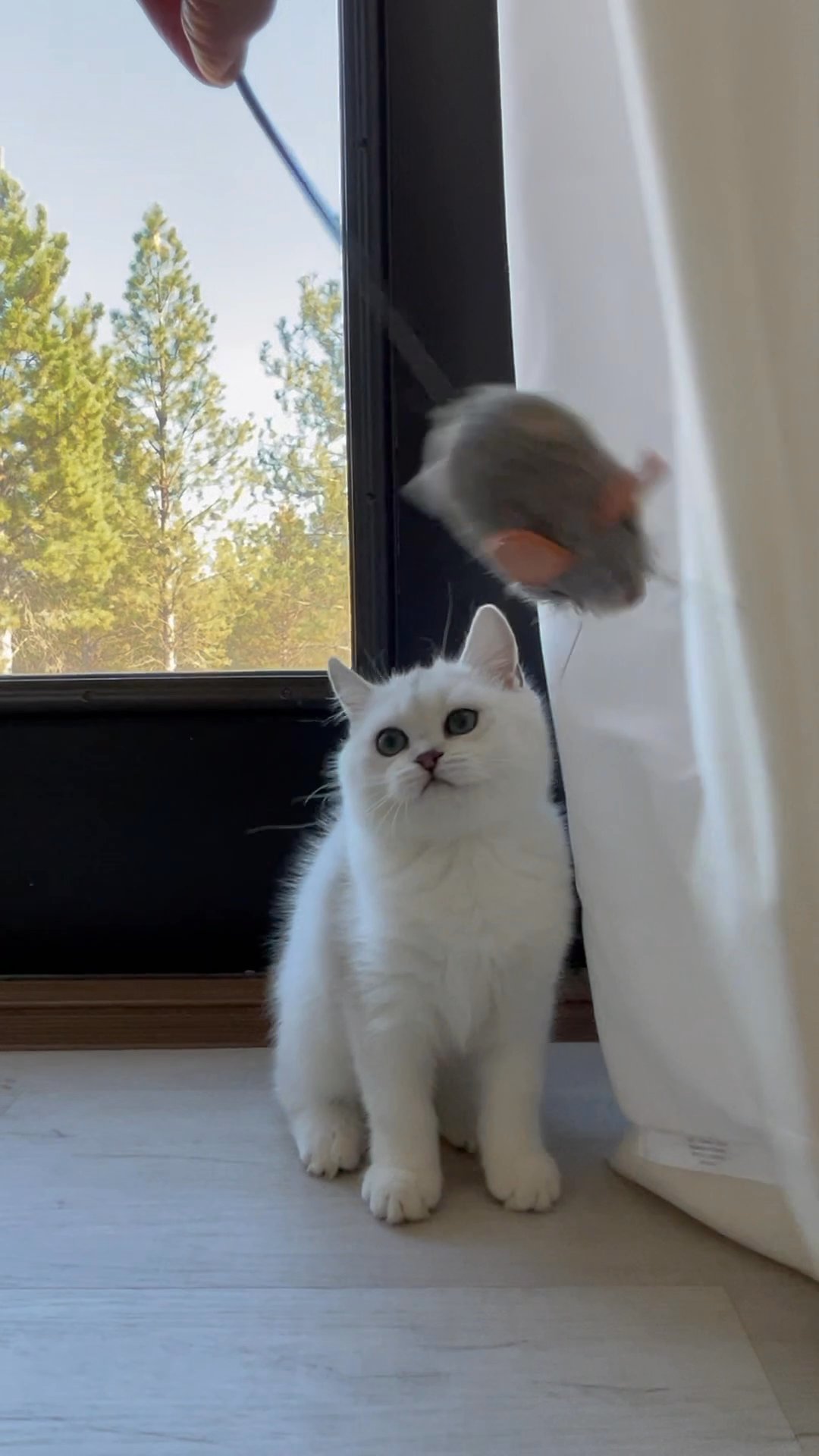 Maine Coon kitten boy Milo in Arizona City, Arizona