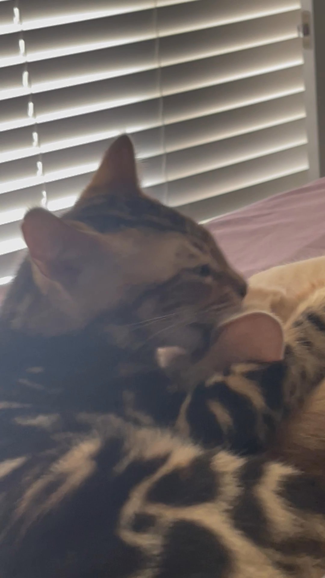 Registered unneutered Bengal Male for Sale in Arizona City, Arizona