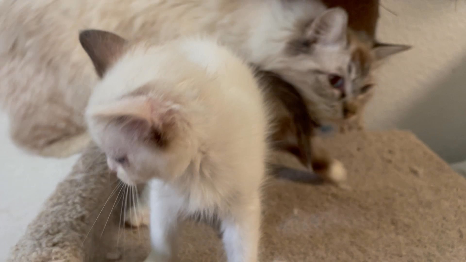 Beautiful Ragdoll Kitten in Arizona City, Arizona