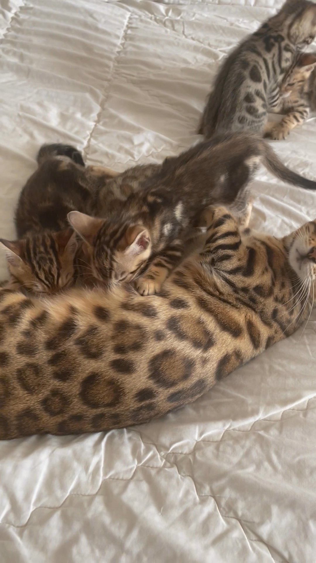 5 Bengal kittens in Arizona City, Arizona