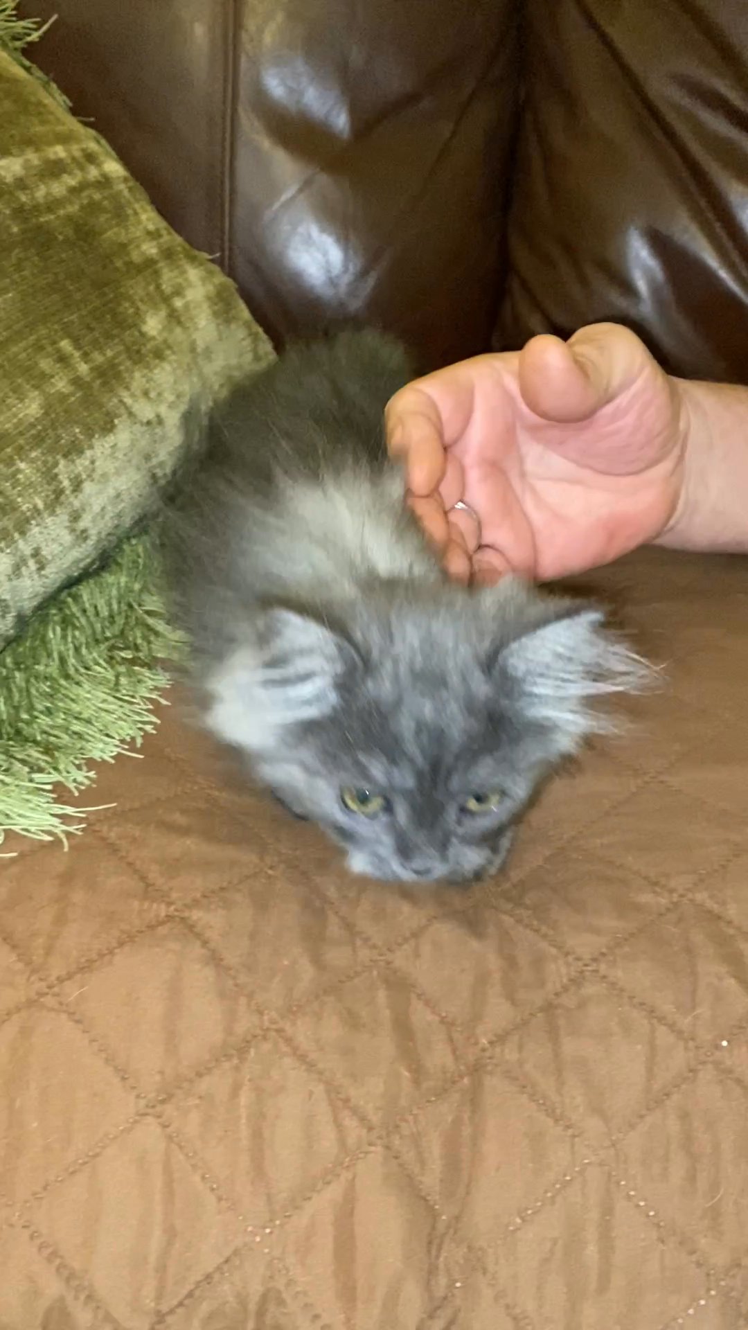 CFA Registered Blue Male Persian Kitten in Arizona City, Arizona