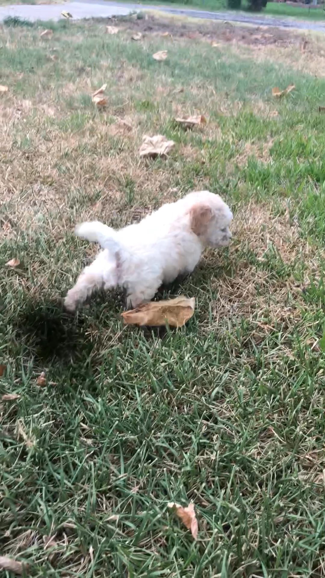 Poodle babies in Arizona City, Arizona