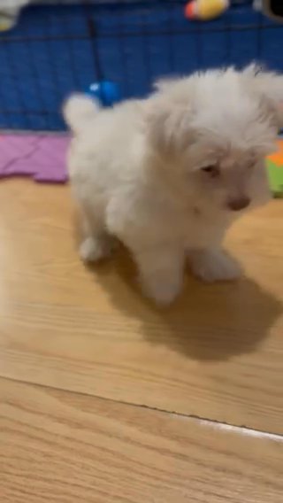 Ms.Mia Is Still Available in Raleigh, North Carolina