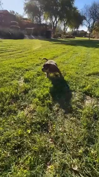 American Bully Male in Phoenix, Arizona