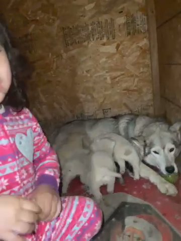 Huskys in Bakersfield, California