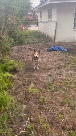 Husky/Pitbull (king) in Orlando, Florida