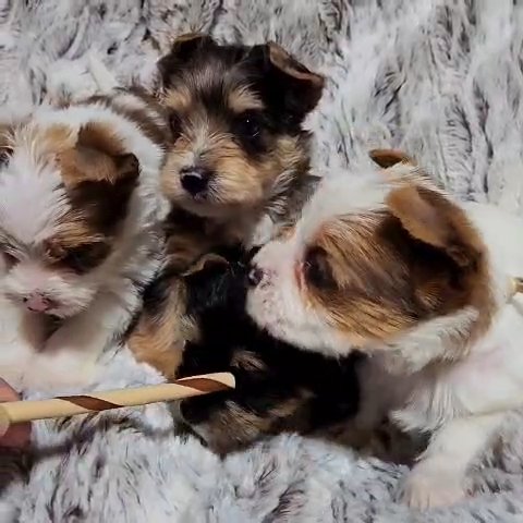 Yorkshire terrier puppies in Newton, North Carolina