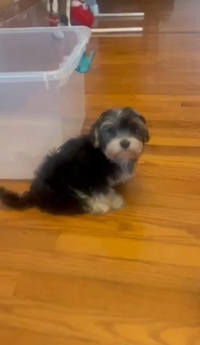 Morkie Boys in Independence, Kentucky