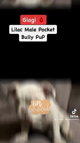 MALE POCKET BULLY - LILAC - GIAGI? in Albuquerque, New Mexico