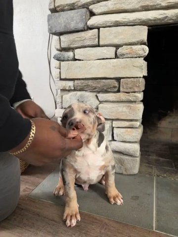 HomeGrownBullies_412 Beautiful Puppy in Pittsburgh, Pennsylvania