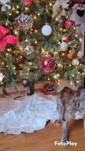 merle girl in Raleigh, North Carolina