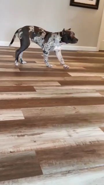 Merle XL American Bully (Rare) in Minneapolis, Minnesota