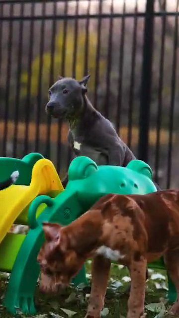 American Bully Puppy in Minneapolis, Minnesota