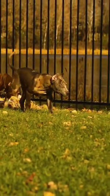 Merle American Bully Puppy in Minneapolis, Minnesota