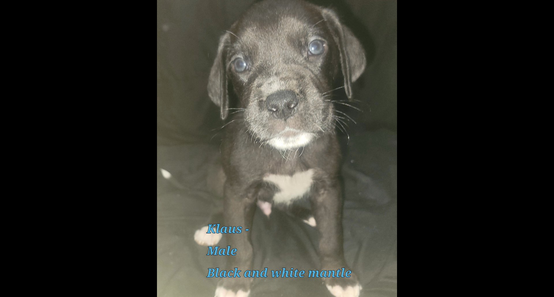 Full blooded European great Dane puppies! in Danville, Virginia