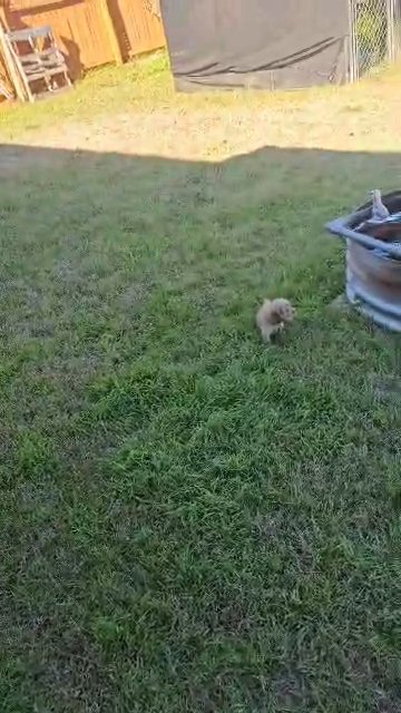 Cocker Spaniel puppies in Harker Heights, Texas