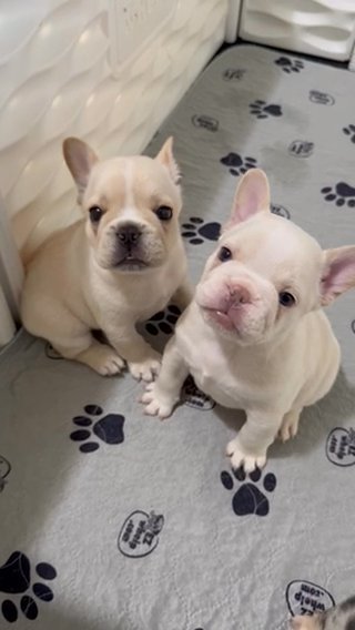 Lilac Platinum Male AKC French Bulldog in Houston, Texas