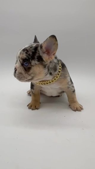 Cocoa Masked Tan Point Merle AKC French Bulldog in Houston, Texas