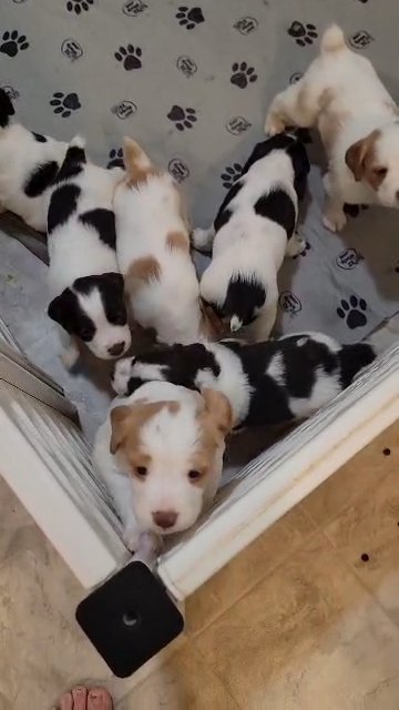 AKC Brittanys in Fredericksburg, Virginia