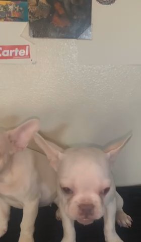 French Bulldog(F) Lilac Platinum in Anaheim, California