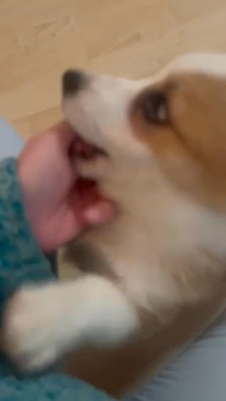 AKC Pembroke Welsh Corgi in Smyrna, Tennessee