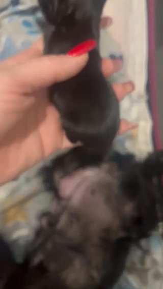 Tiny Yorkies in Independence, Kentucky