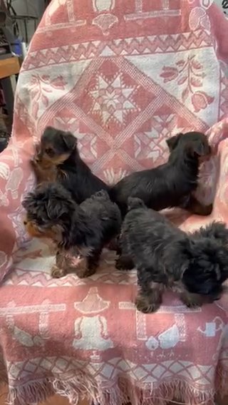 Teacup Yorkies in Euclid, Ohio
