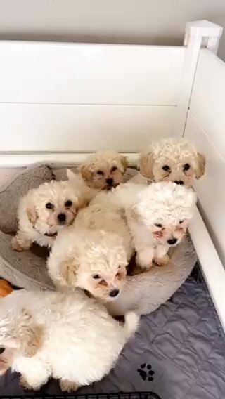 Blue Collar Maltipoo in Oroville, California