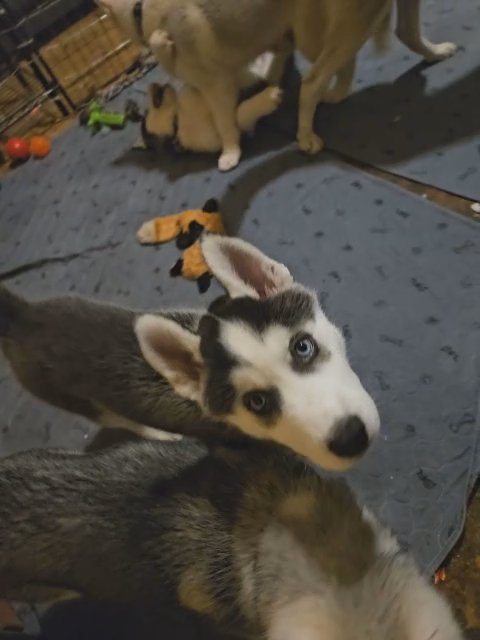 Husky puppies in Portland, Oregon