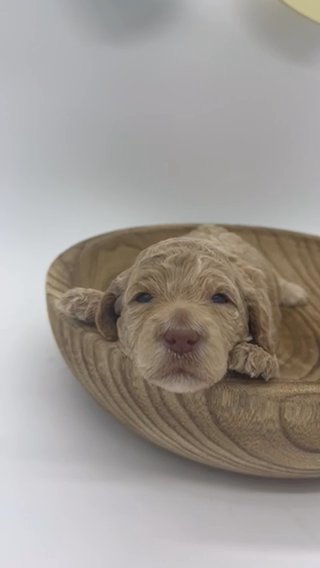 Female f1bb Medium Labradoodle in Houston, Texas