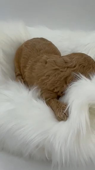 Female F1bb Medium Labradoodle in Houston, Texas