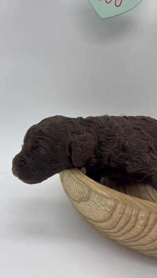 Chocolate Female F1bb Medium Labradoodle in Houston, Texas