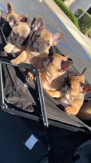 French Bulldog Puppie in Upland, California
