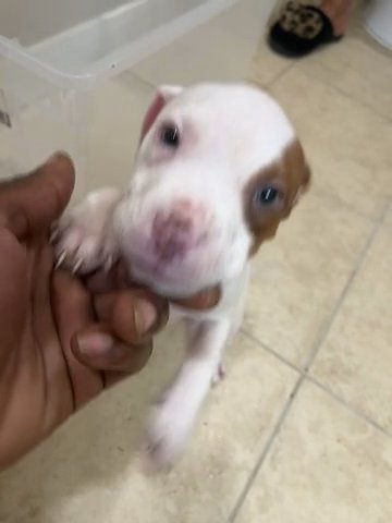Pitbull Puppies in Houston, Texas