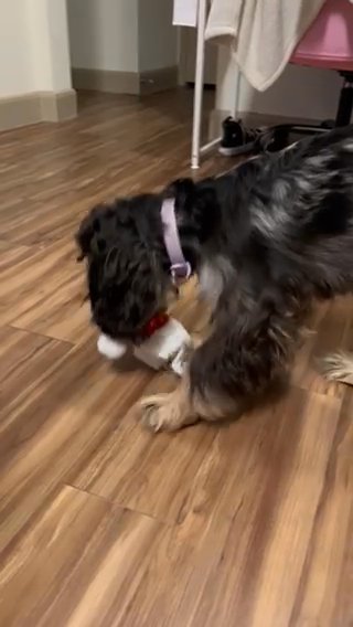 Maeve On Christmas in Houston, Texas