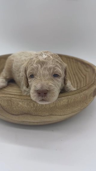 Male F1bb medium Labradoodle in Houston, Texas