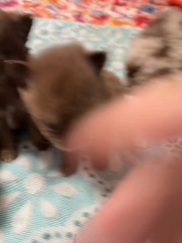 Pomeranian in Sikeston, Missouri