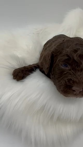 Female Chocolate F1bb Medium Labradoodle in Houston, Texas