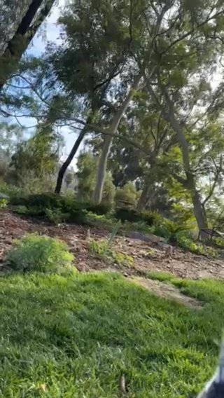 White German Shepherd in San Diego, California