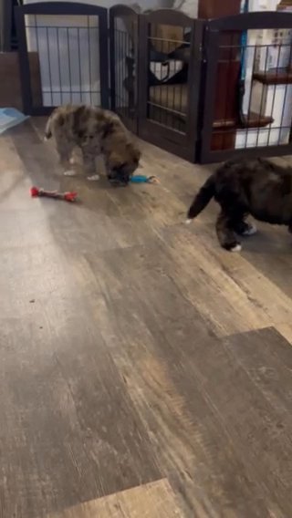 Bernedoodle Puppies in Tacoma, Washington